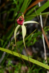 Caladenia orientalis