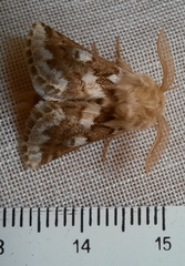 Thaumetopoea herculeana