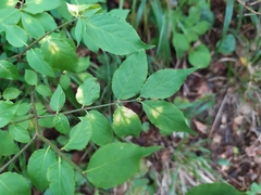 Cecidophyes psilonotus