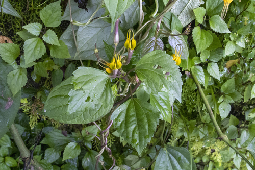 Ceropegia pubescens