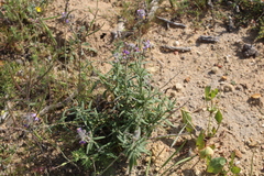 Chaenostoma caeruleum