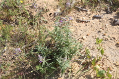 Chaenostoma caeruleum