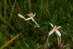 Caladenia orientalis