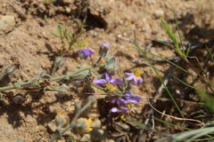 Chaenostoma caeruleum