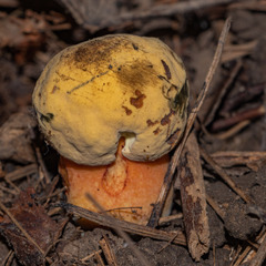 Rubroboletus