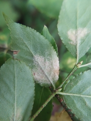 Cecidophyes psilonotus