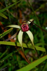 Caladenia orientalis
