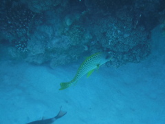 Plectorhinchus gaterinus