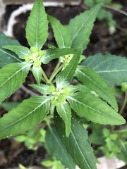 Euphorbia davidii
