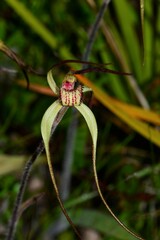 Caladenia orientalis