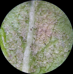 Cecidophyes psilonotus