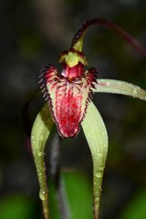 Caladenia orientalis