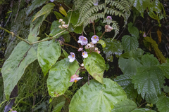 Begonia picta