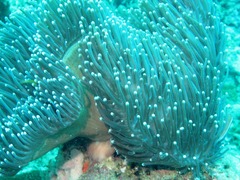 Heteractis magnifica