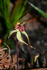 Caladenia orientalis