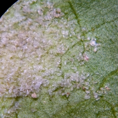 Cecidophyes psilonotus