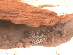 Crotalus oreganus concolor
