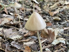 Parasola conopilea