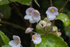 Begonia picta