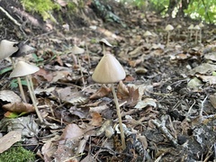 Parasola conopilea