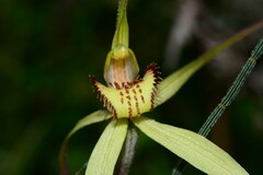 Caladenia orientalis