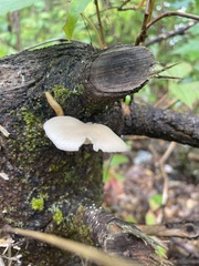 Pleurotus pulmonarius
