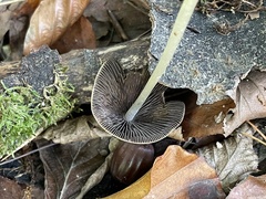 Parasola conopilea