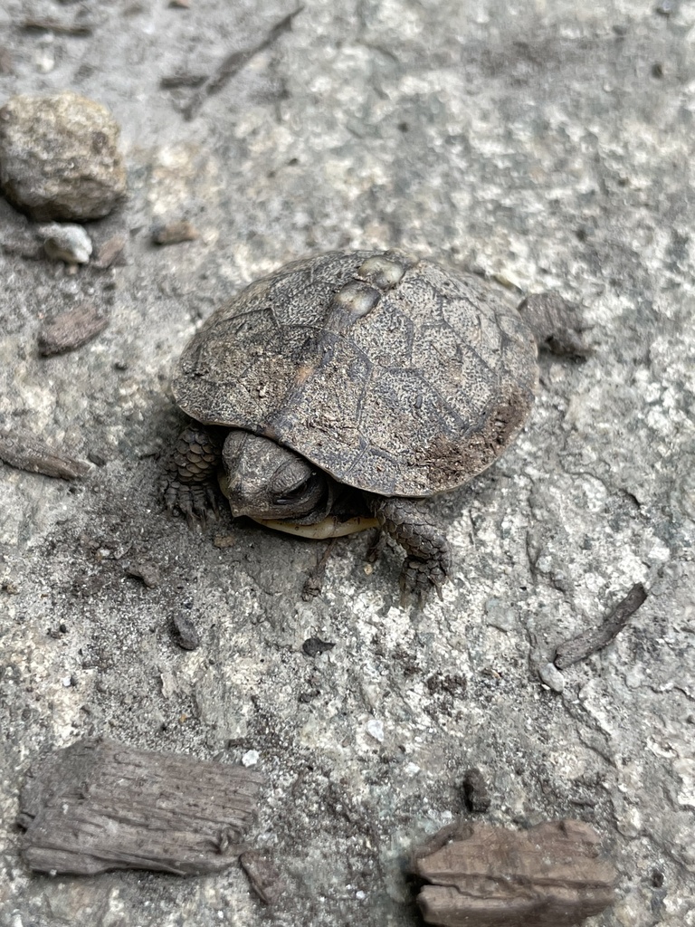 Eastern Box Turtle In September 2022 By Zclary INaturalist   Large 