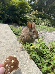 Sylvilagus palustris