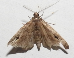 Melanomma auricinctaria