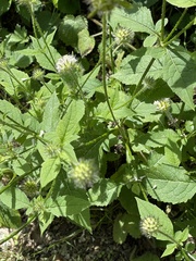 Dipsacus pilosus