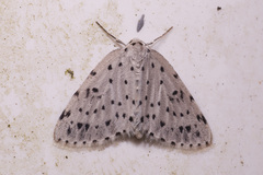 Lepidoptera