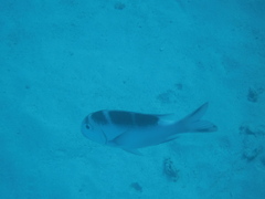 Monotaxis grandoculis