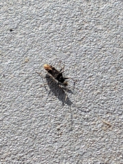 Lygaeoidea