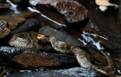 Gloydius ussuriensis