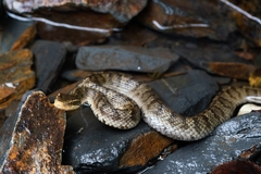 Gloydius ussuriensis