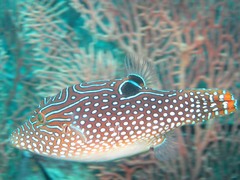 Canthigaster petersii