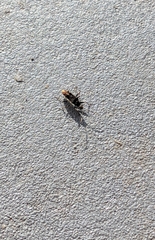 Lygaeoidea