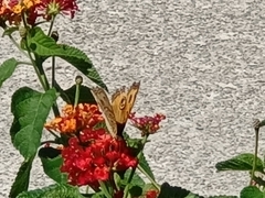 Junonia almana javana