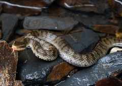 Gloydius ussuriensis