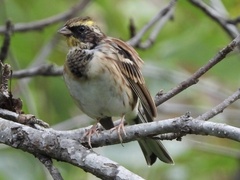 Emberiza elegans