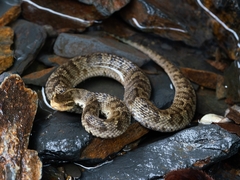 Gloydius ussuriensis