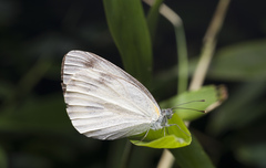 Pieris canidia