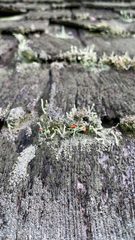 Cladonia macilenta