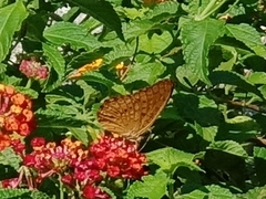 Phalanta phalantha phalantha