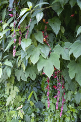 Thunbergia coccinea