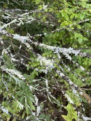 Hypogymnia physodes