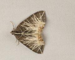 Geometridae