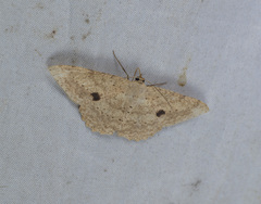 Geometridae