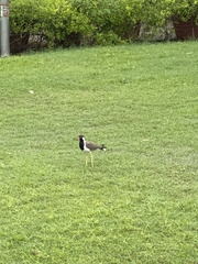 Vanellus indicus indicus